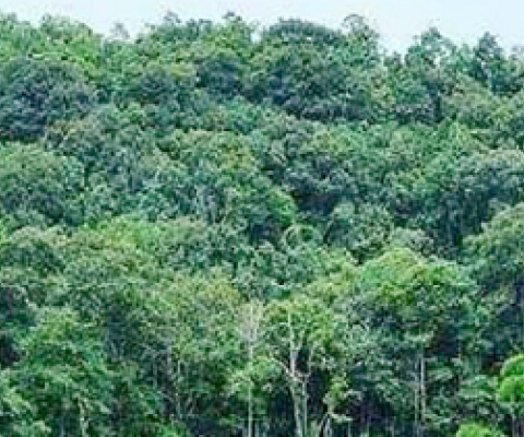 Forests, Papua New Guinea.