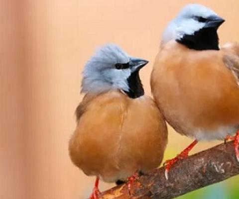 The black-throated finch – ‘a clear example of threatened species that need habitat to be protected in perpetuity.’ Photograph: Markus Mayer/Alamy Stock Photo/Alamy Stock Photo