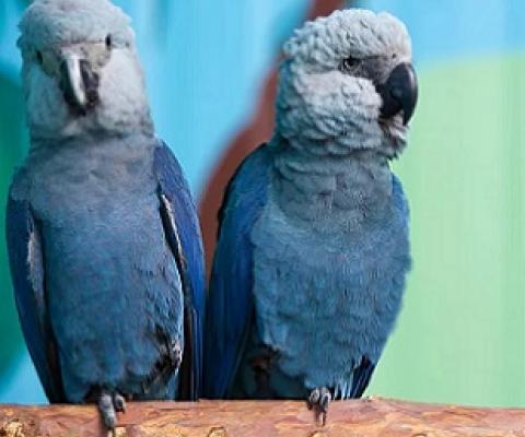 Rapid loss of species like these Spix’s macaws, considered extinct in the wild, may represent the sixth mass extinction in Earth’s history. PATRICK PLEUL/DPA/AFP via Getty Images