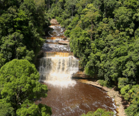 river in tropical forest