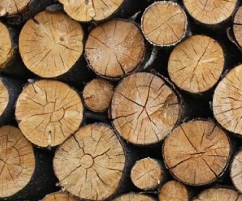commercial logging. credit - 123RF