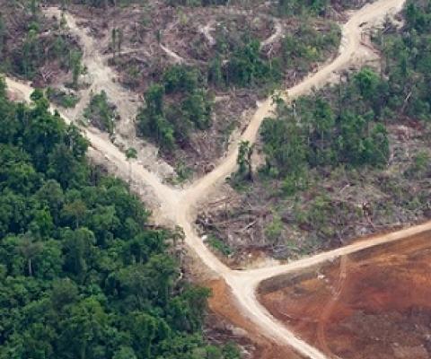 Logging roads in Papua New Guinea’s East New Britain Province. Since the introduction of SABLs in 1996, more than 5 million hectares (12 million acres) of virgin forest have been logged. Image by Paul Hilton/Greenpeace.