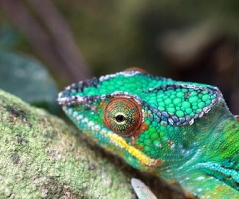 A male panther chameleon (Furcifer pardalis).Image by Rhett A. Butler