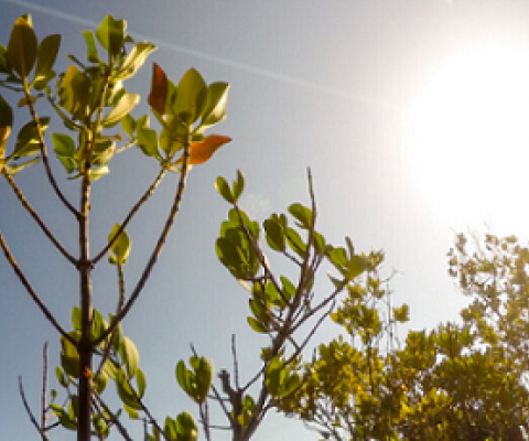 juvenile mangrove. 