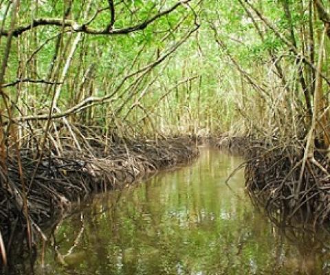 A mangrove forest in the nation of Palau. Credit - USDA Forest Service