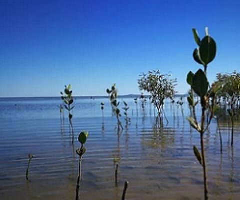 Satellite images of mangrove forests reveal not all mangroves have the same life cycles. Here we see mangroves at different growth stages. Nicolas Younes