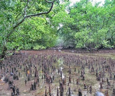 mangroves, Marshall Islands. credit - V.Jungblut