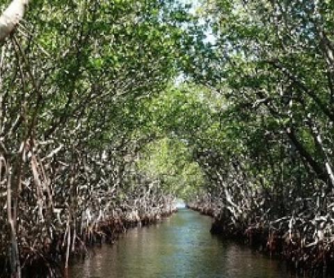 Mangrove forests are excellent buffers against storms. Credit - Ravini/Pixabay