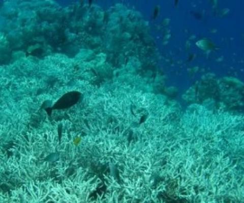 https://phys.org/news/2020-04-ocean-deoxygenation-silent-driver-coral.html?utm_source=nwletter&utm_medium=email&utm_campaign=daily-nwletter