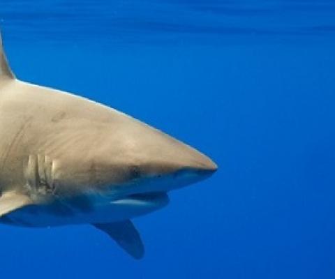 Oceanic whitetip sharks were historically one of the most abundant sharks in the world’s oceans, but due to both U.S. and international fishing pressure, the population has declined significantly.  PAUL SOUDERS / GETTY IMAGES