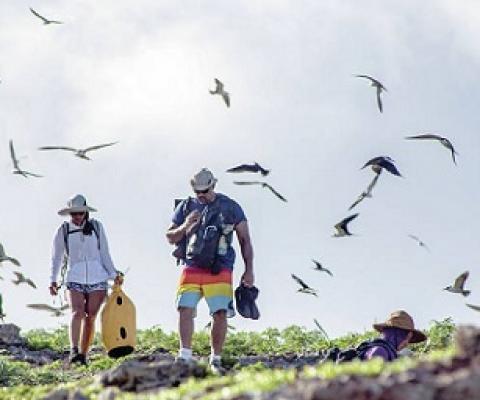 Volunteers and staff check on the status of seabirds at Papahanaumokuakea Marine National Monument. Credit - Brad Ka‘aleleo Wong / Office of Hawaiian Affairs