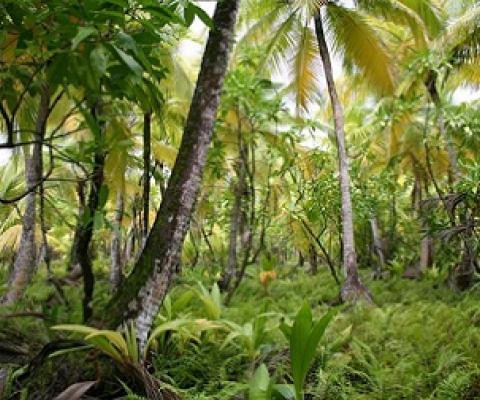 island vegetation