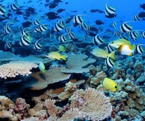 Reef fish in Papahanaumokuakea. Credit - James Watt.