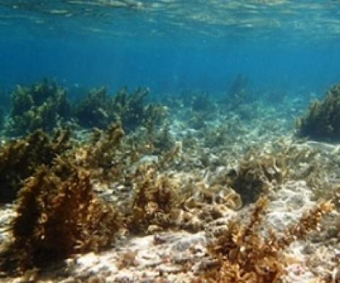 Sargassum polycystum photo courtesy of Dr Posa Skelton