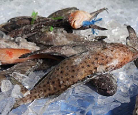 Kawakawa and Donu fish species, FIJI