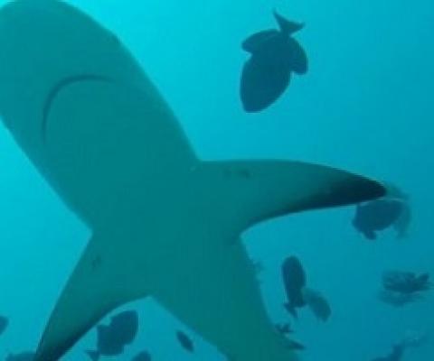 75 per cent of shark species world wide endangered. Credit - GLOBAL FINPRINT