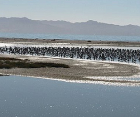 Bar-tailed godwits and pied stilts; seen from the old hide. credit - creative commons