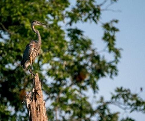 Photo by Stephen Taglieri for Mongabay.