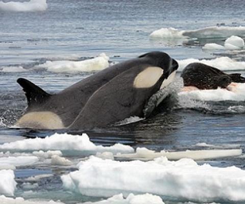Orca (Orcinus orca) hunting a Weddell seal in the Southern Ocean. credit - Public domain