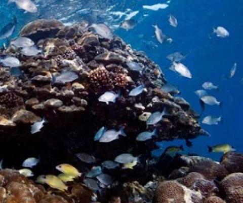 Reefs in the Solomon Islands were covered with abundant and diverse coral communities, but few fish. Most of the big fish were gone, and many of the nearshore reefs appeared to be overfished. Credit: Khaled bin Sultan Living Oceans Foundation/Ken Marks