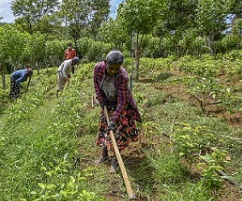 Tea pickers in Sri Lanka remove weeds from an organic tea plantation. Credit: Ishara S. Kodikara/AFP via Getty