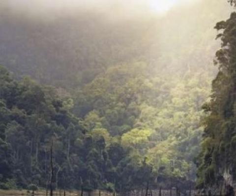 Shedding light on how much carbon tropical forests can absorb