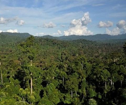 Tropical Rainforest, Borneo. Credit - Mongabay.com