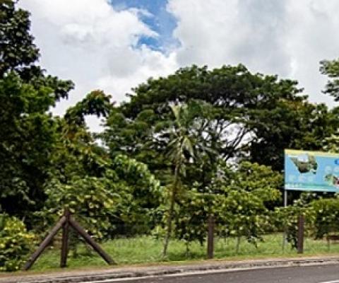 Tuanaimato nature reserve, Samoa. Source - www.samoaobserver.ws