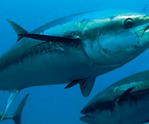 Tuna fishery. photo credit - Loop PNG