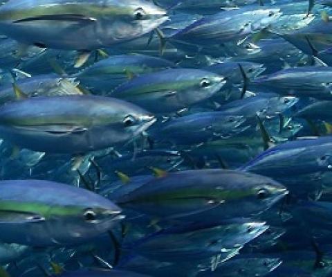 Bigeye tuna and yellowfin. Photo -  Fabien Forget/ISSF