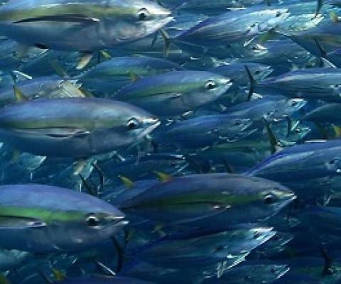 Tuna fisheries. credit - FFA