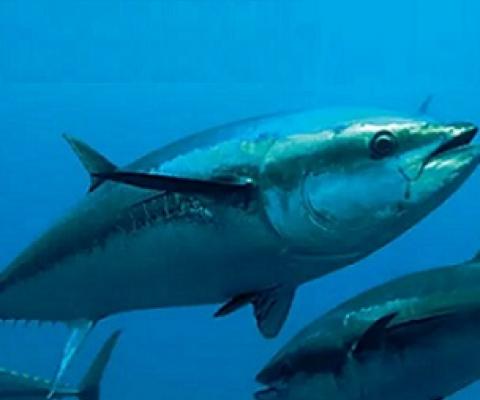 tuna fishery. Credit - the Loop PNG