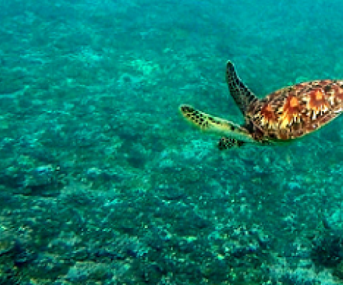 turtle diving over coral. photo credit - SPREP