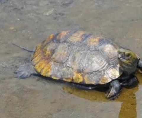 Japan’s own native, endangered species are also being negatively impacted by the international pet trade, including its turtle species, the study found (Getty Images/iStockphoto)