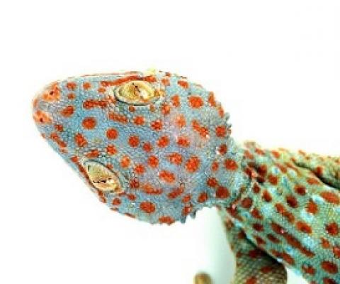 The Tokay gecko is a species native to Southeast Asia, where a large percentage of traded reptiles come from (Auscape/Universal Images Group via Getty Images)
