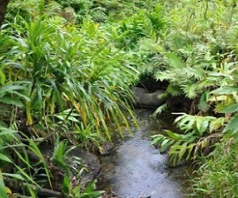 Cloud Forest, Cook Islands. Credit - SPREP