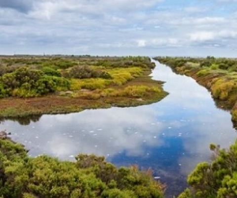 wetlands