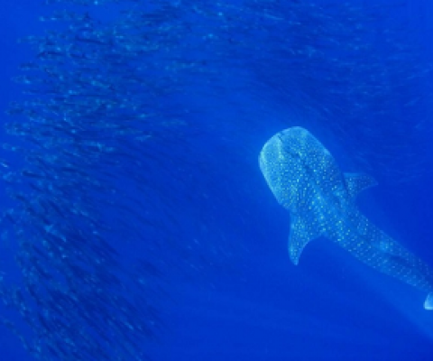 whale shark in the ocean depths