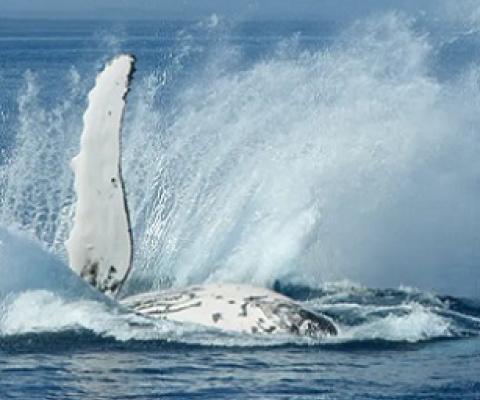 Active whale behaviour is exciting to observe, but that flipper can pack a powerful punch. Flickr/Michael Dawes, CC BY-NC