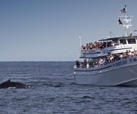 A whale watching tour off the coast of Massachusetts. Photo: Matthew Ferrell/Flickr CC