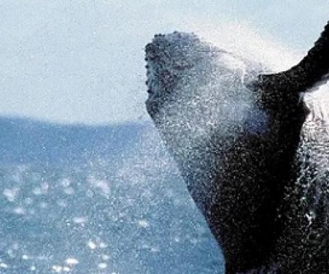 humpback whale off the coast of Australia, one of the species that has benefited from conservation efforts. Photograph: Daniel Bayer/AFP/Getty Images