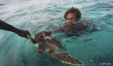 Sea turtles