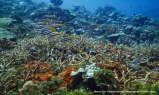 Coral Triangle