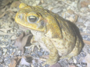 Cane Toad