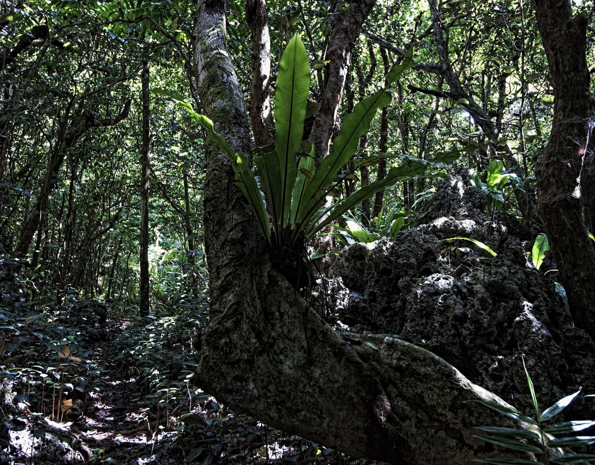 Huvalu forest_Niue © S. Chape