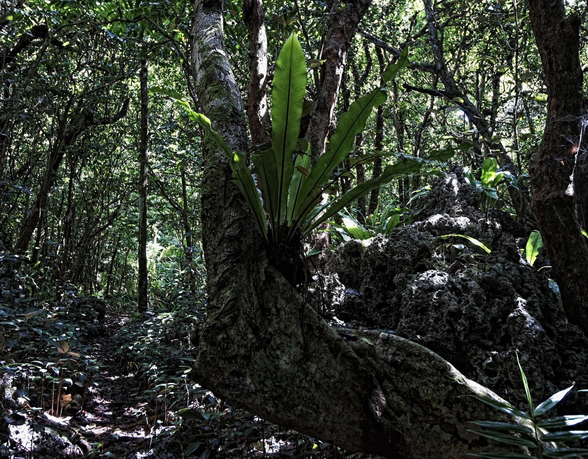 Huvalu forest_Niue © Stuart Chape Huvalu forest CA_S. Chape