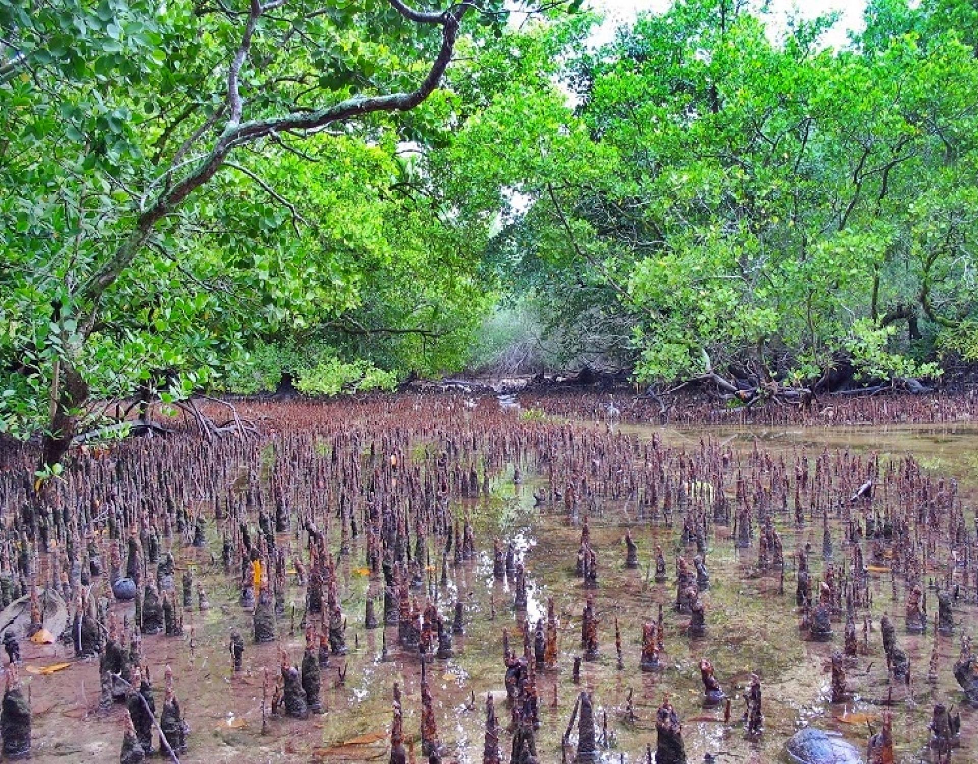 mangroves, madmad Islet, Namdrik Atoll, Marshall Islands. Credit - V. Jungblut