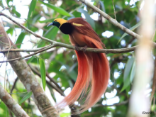 PNG Forests