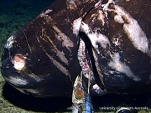 Tonga Trench, sharks