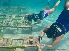 Coral reef research